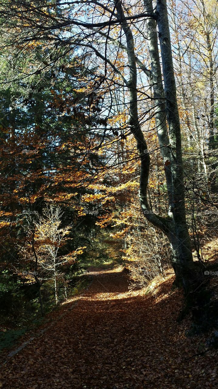 Autumn road