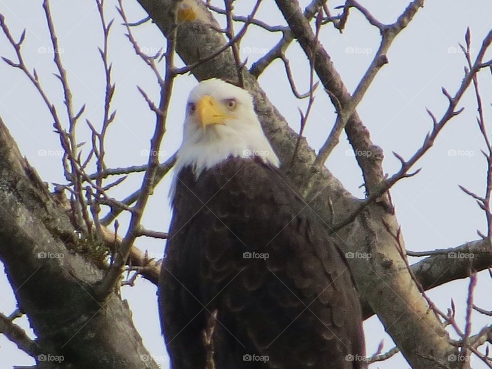 Bald Eagle in the Neighborhood