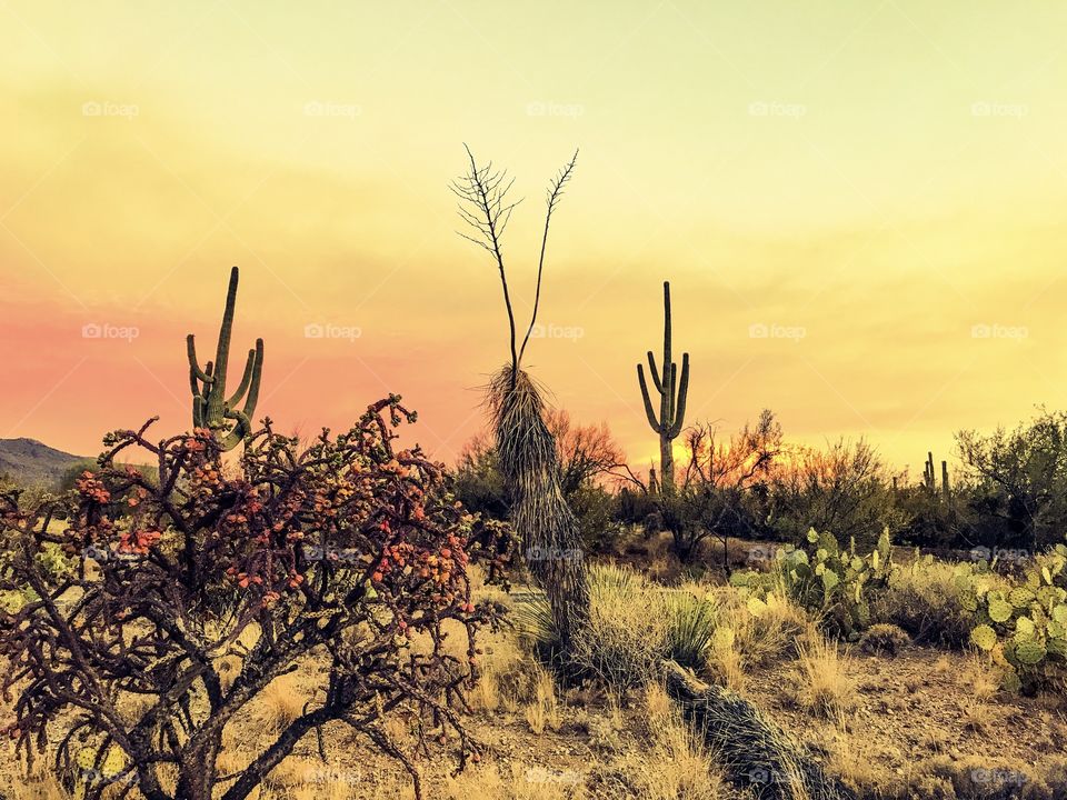 Desert Landscape 