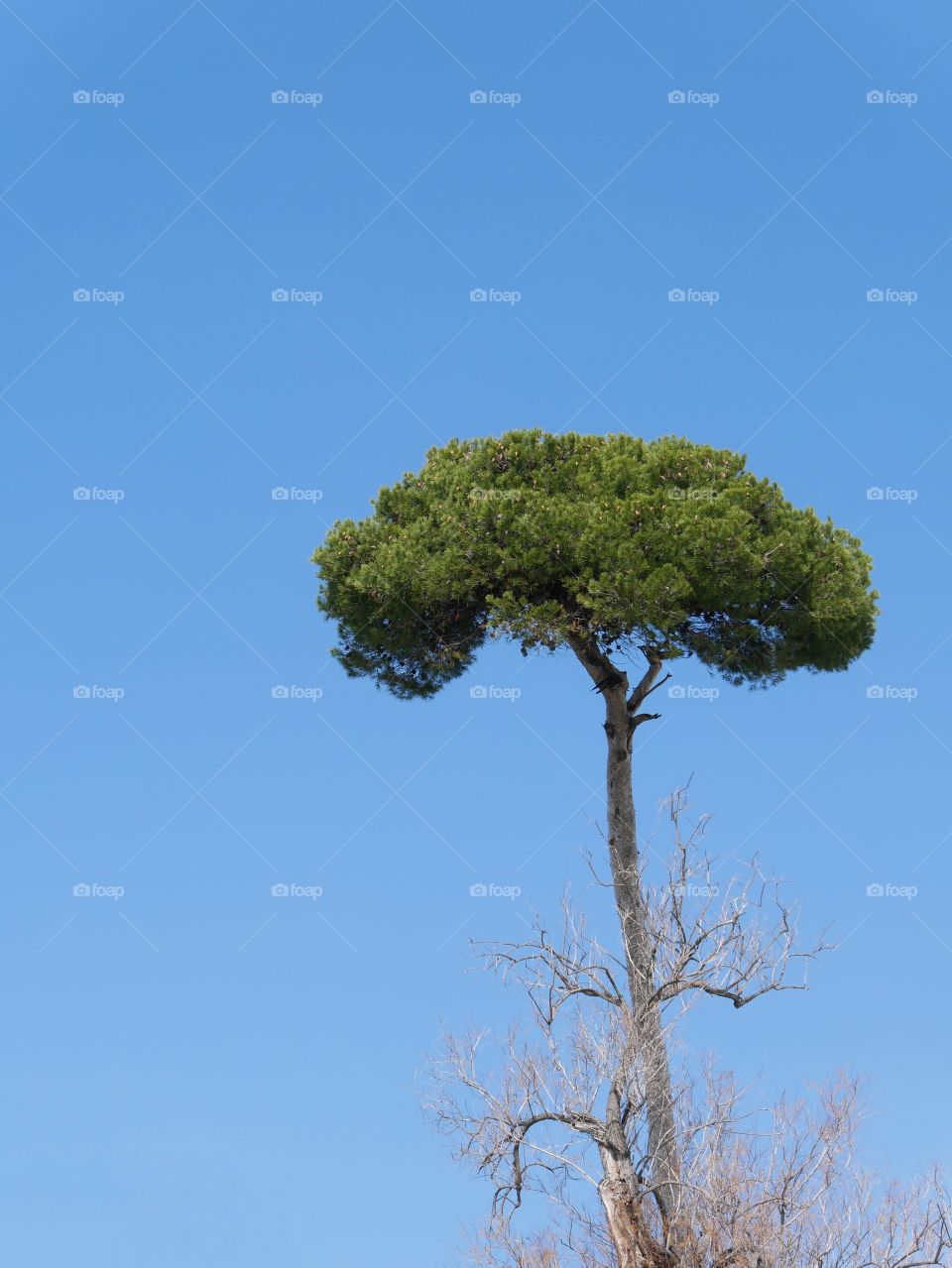 minimal tree