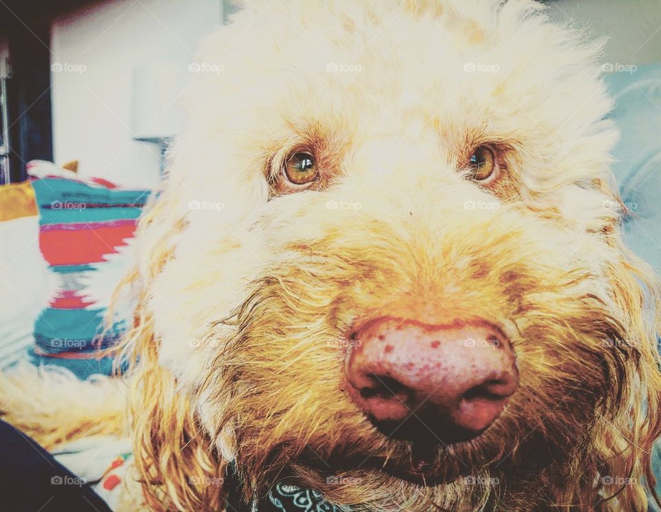Tucker is back! Golden doodle with all the personality you could ask for and kind of a creeper. He doesn’t understand personal space or invasion of privacy— he is an in your face kind of doodle. 