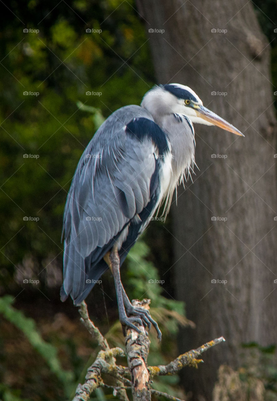 Giant grey heron