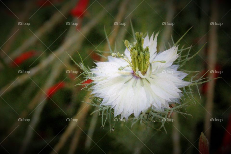 nature. Unique. Flower, in a community garden to give peace of mind.