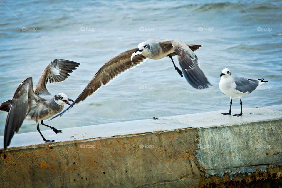 sea gulls fight for fish