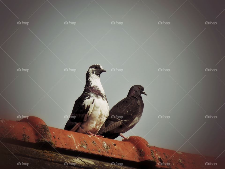 dove couple on roof