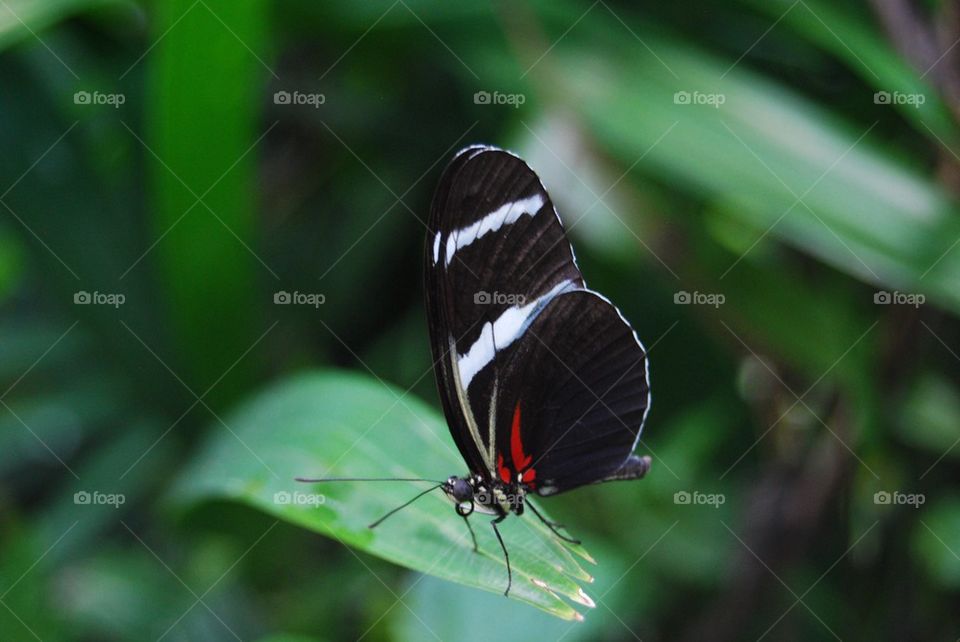 Close-up of butterfly on leaf