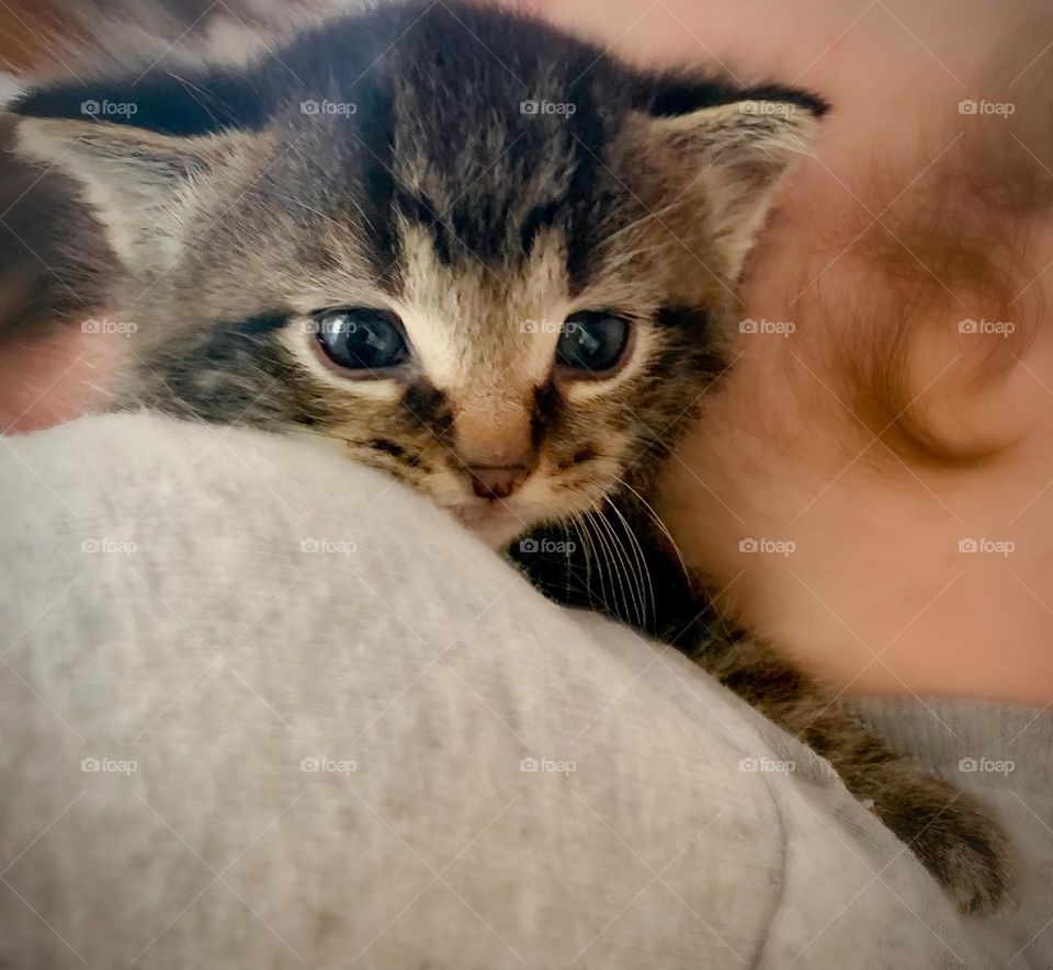 Cute Maine Coon mix baby tabby kitten, so soft, being held and hug by teenager son, face close-up with tiny cute adorable face and eyes, so small! On shoulder by profile left side of boy’s face.