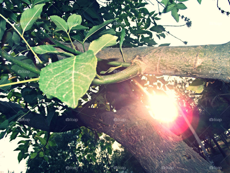 sun through a tree