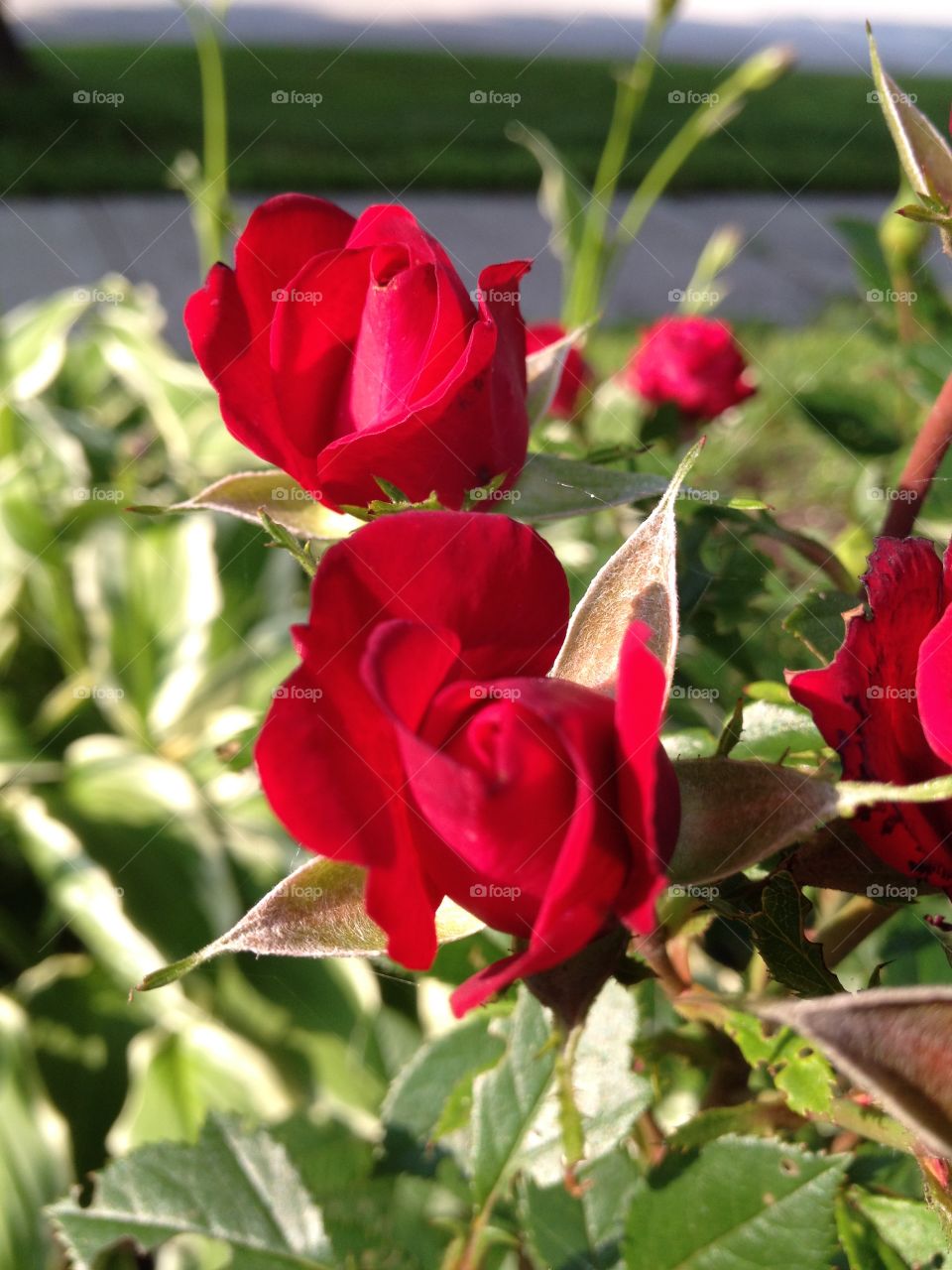 Red Roses. Miniature red roses from my garden