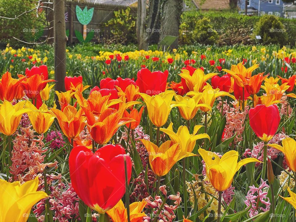 Spring flowers in a garden 