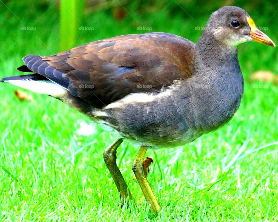 Here birdie . Taken in back garden