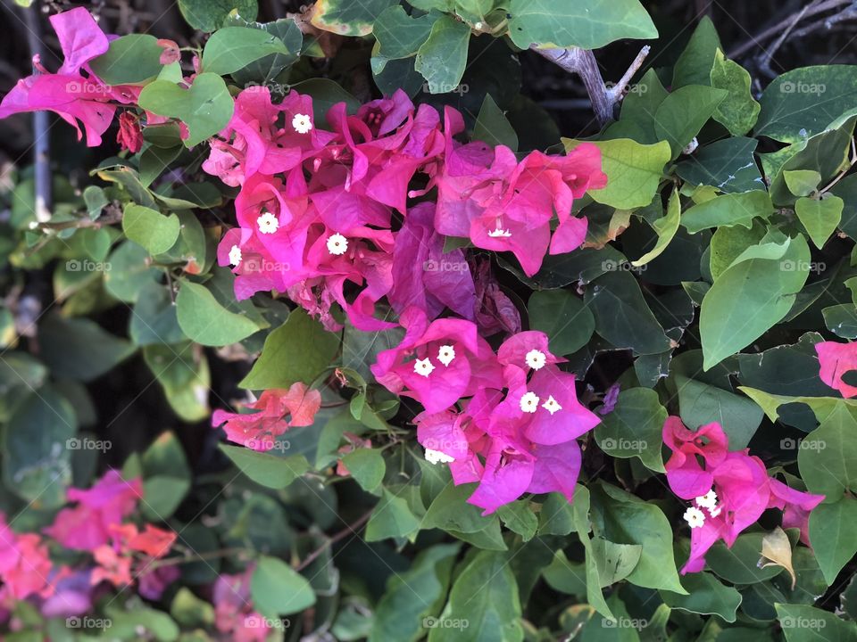 Fuschia bundle Flowers