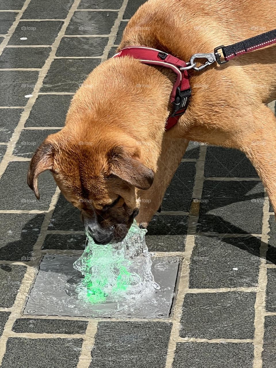 Dog drink water 