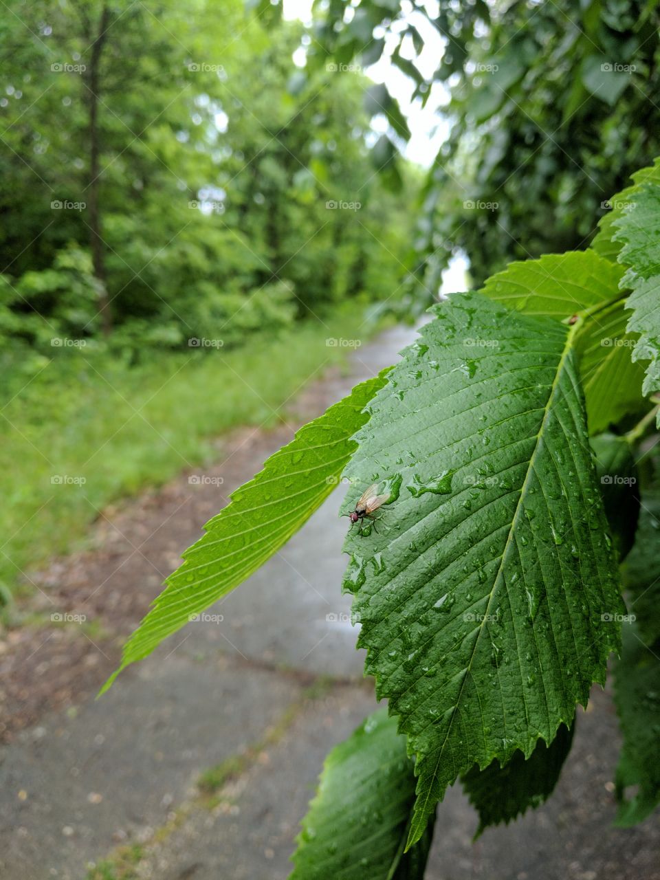 fly on leaf