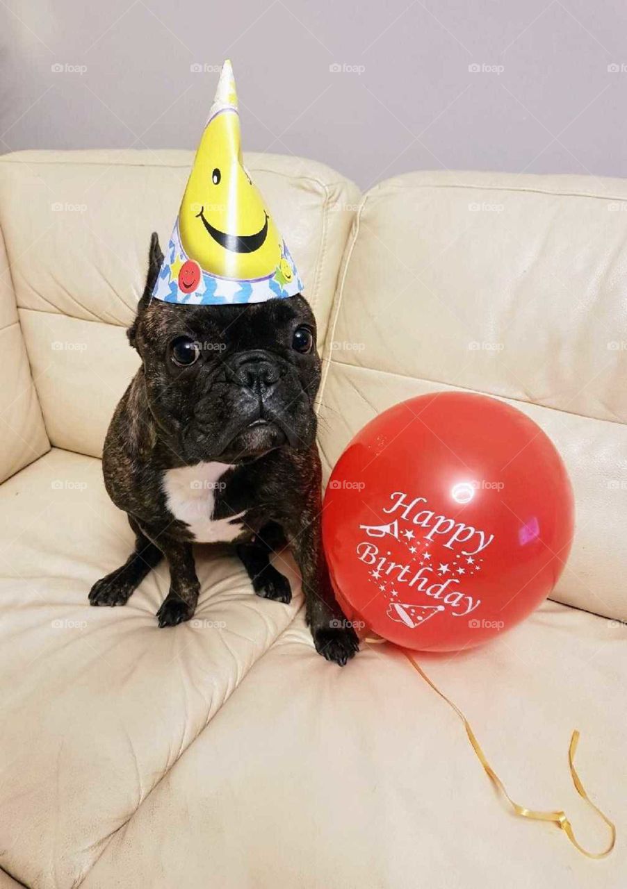 French bulldog Peppa