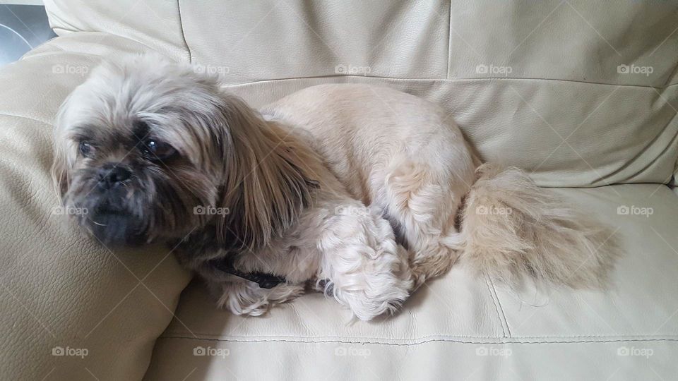 my shih tzu dog