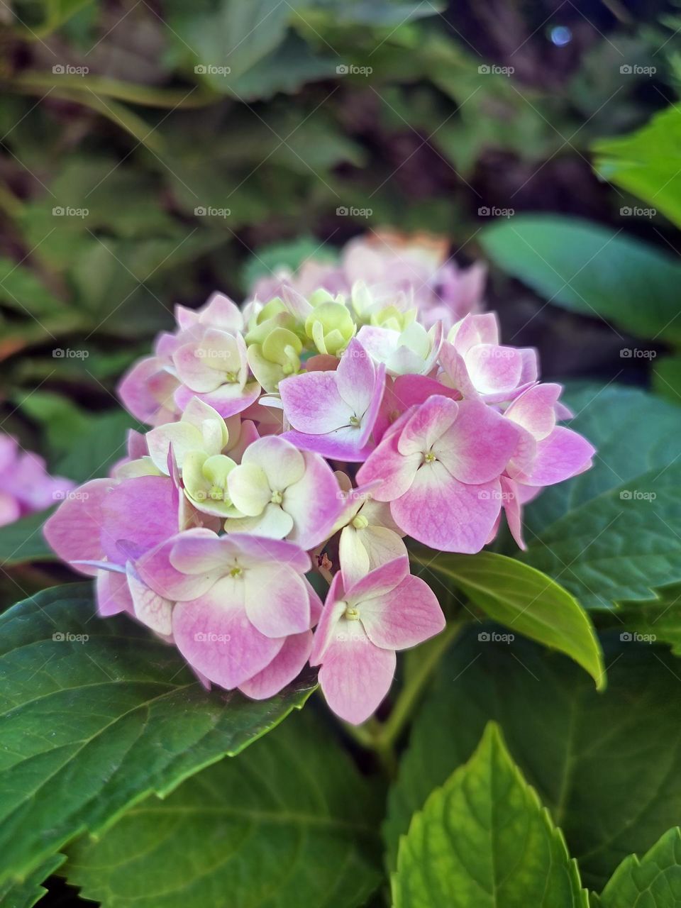 Macro photo of a flower growing in the garden