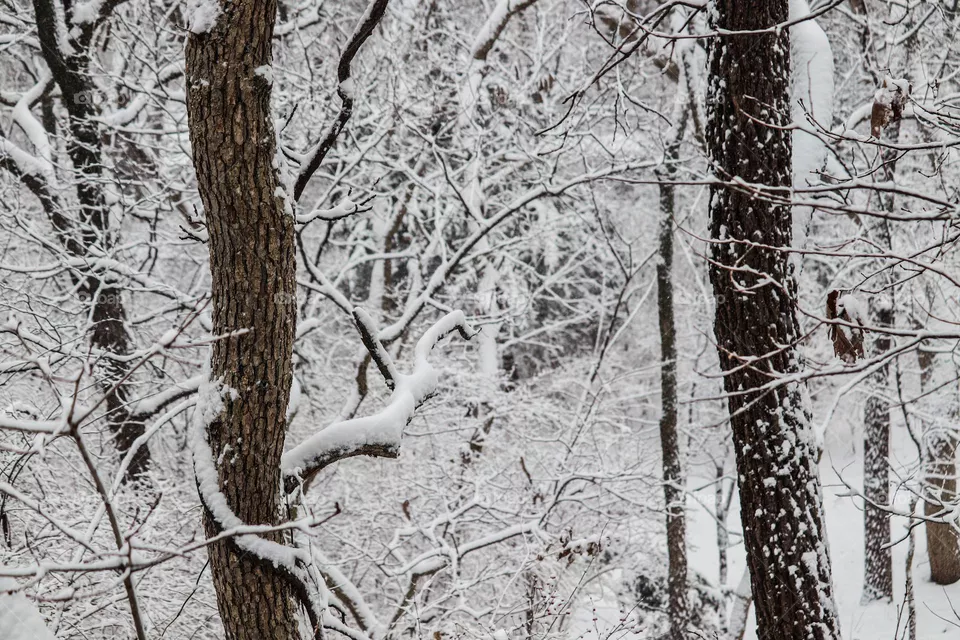 snowy trees