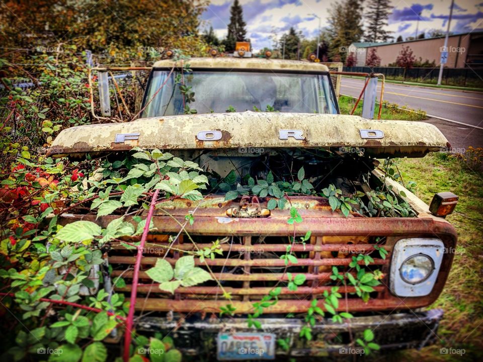 Vines will grow wherever you will let them.