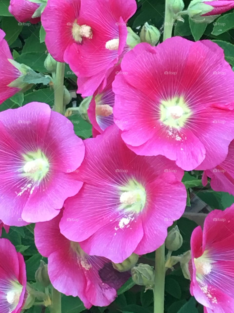 Pink hollyhocks