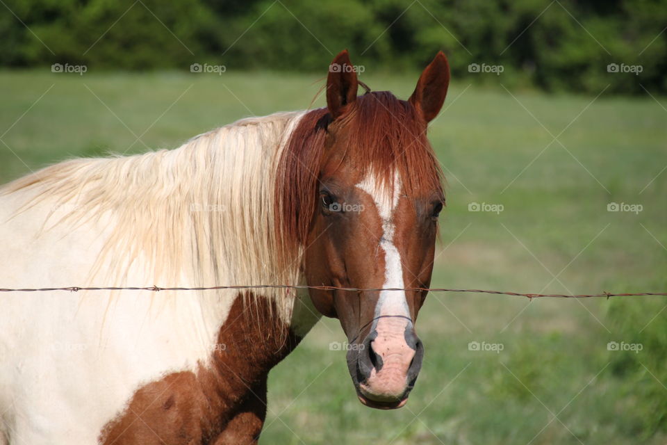 Paint Horse 