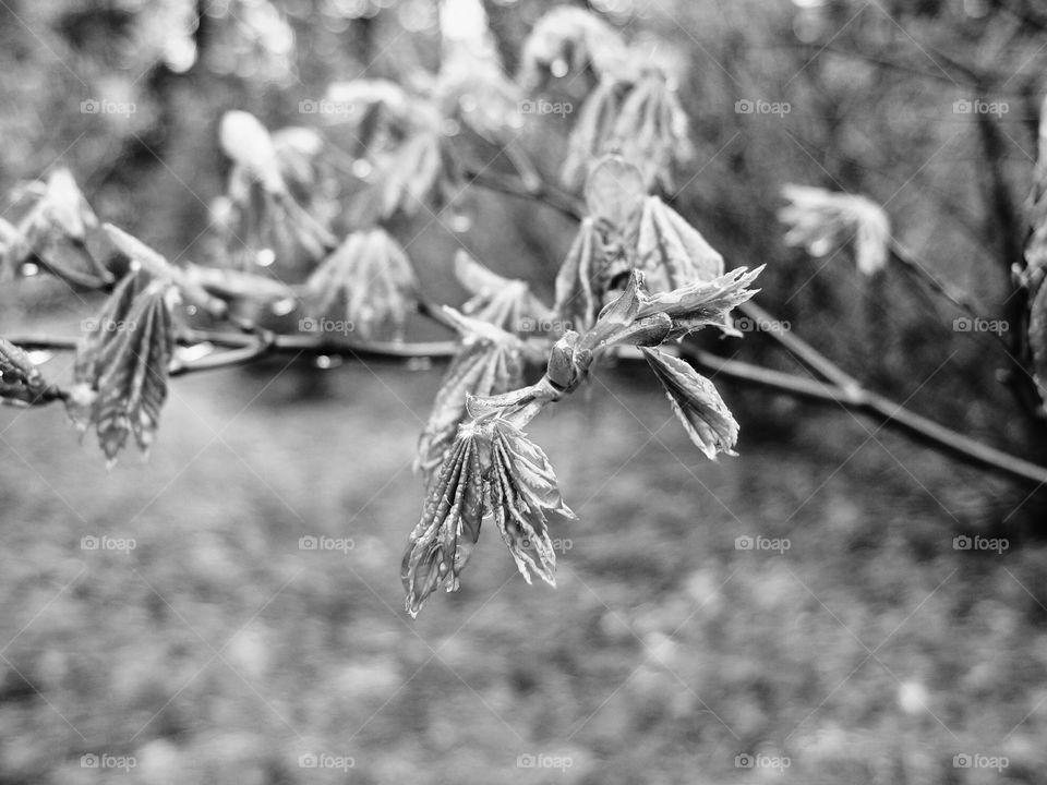 Spring leaves wet from a fresh rain 