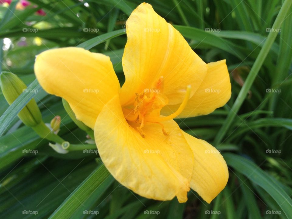 Lily. Yellow Lily 