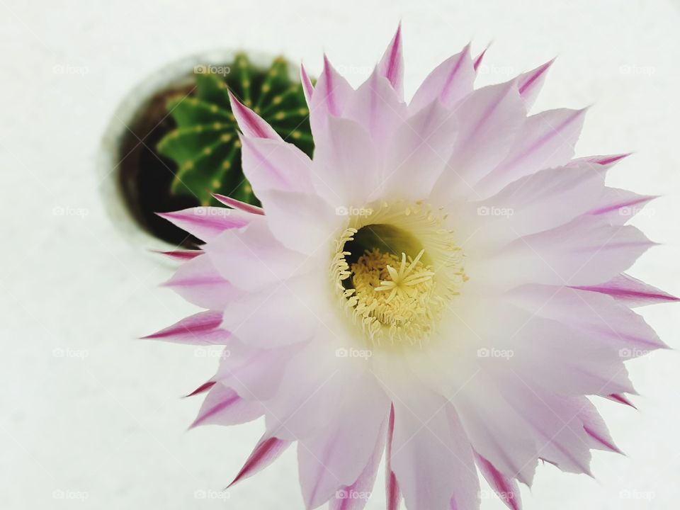 Beautiful blooming cactus