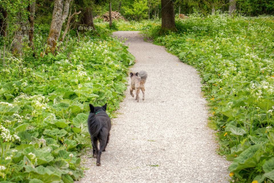 Hiking with the dogs in Germany 