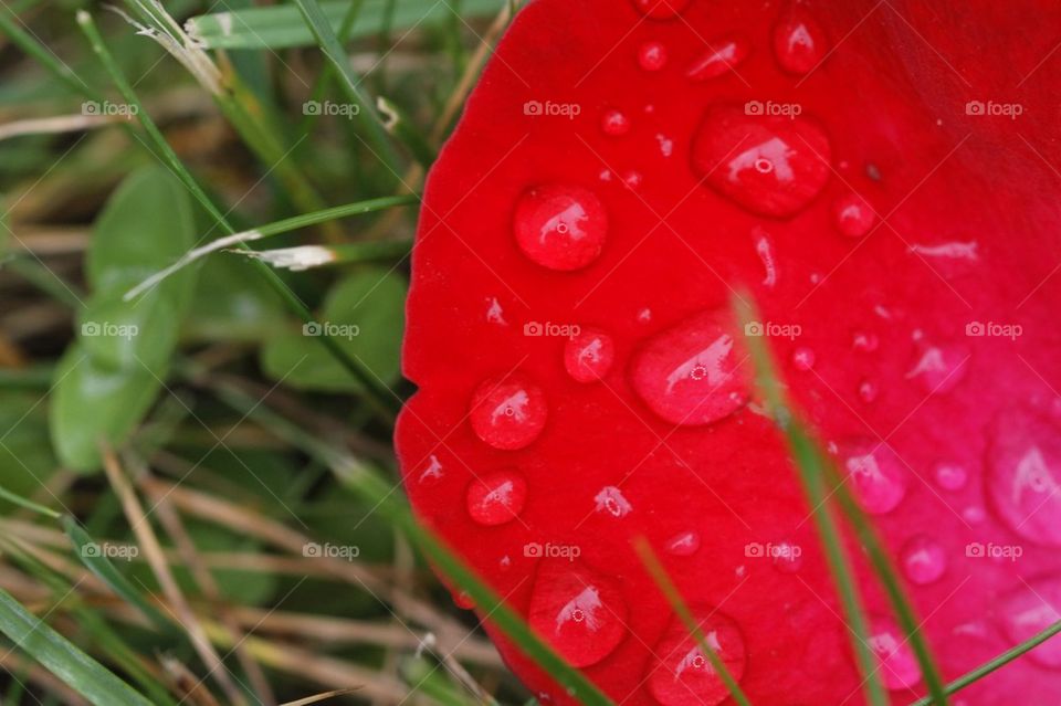 Water drops on a rose petal