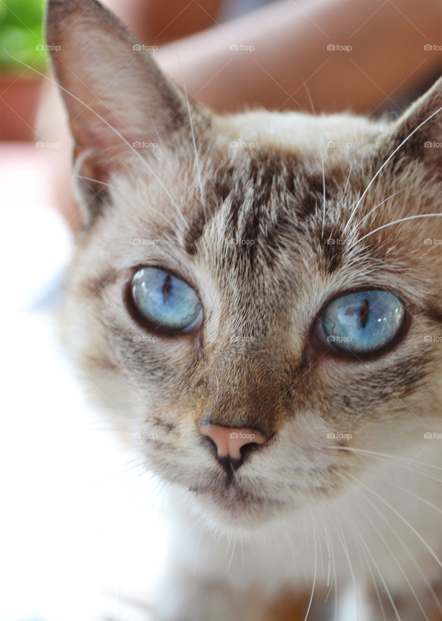 Cat with blue eyes seen from front