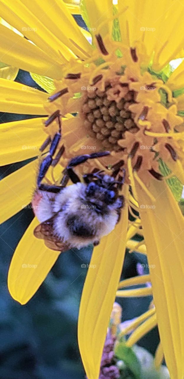 Bee collecting pollen from yellow flower summertime.  A bee is any of over 250 species in the genus Bombus, part of Apidae, one of the bee families. This genus is the only extant group in the tribe Bombini, though a few extinct related genera are