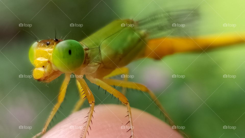 Grasshopper on finger Macro