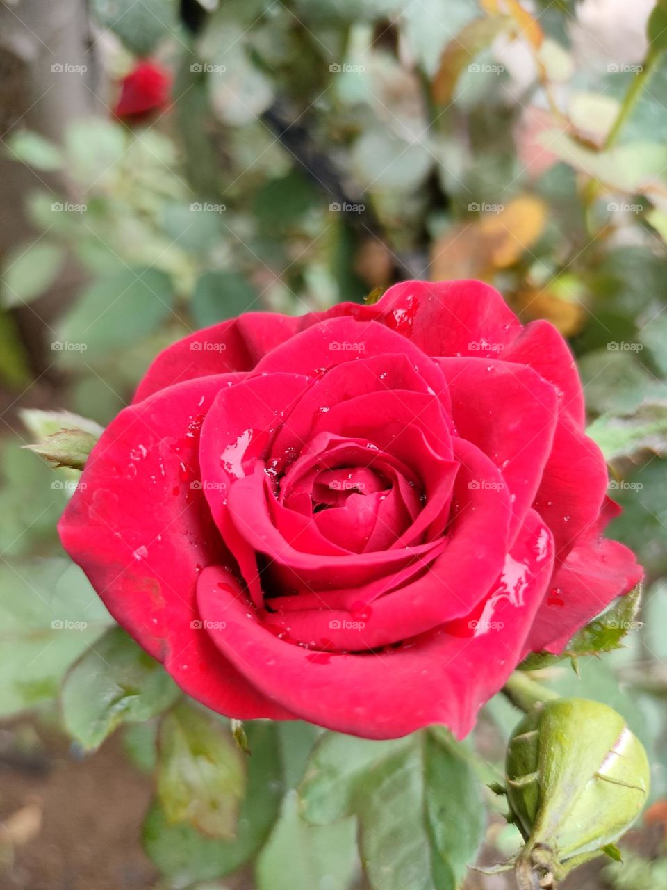 Beautiful Red Rose 🌹