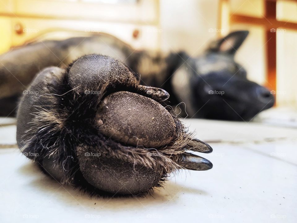 paw of a German shepherd dog