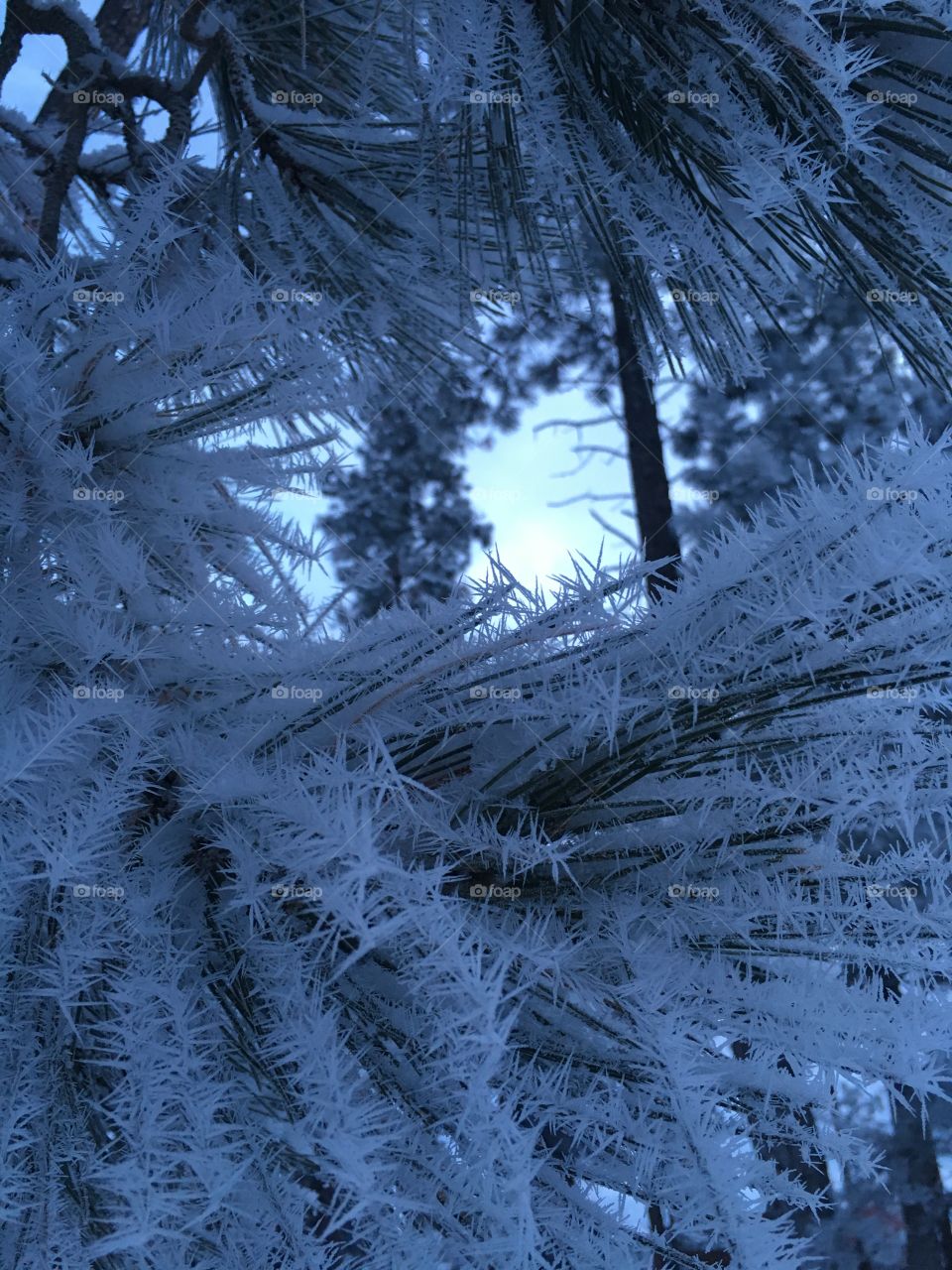 Hoarfrost pine needles.