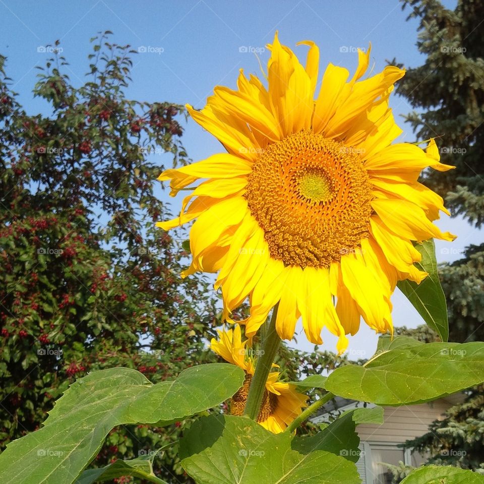 sunflower bright