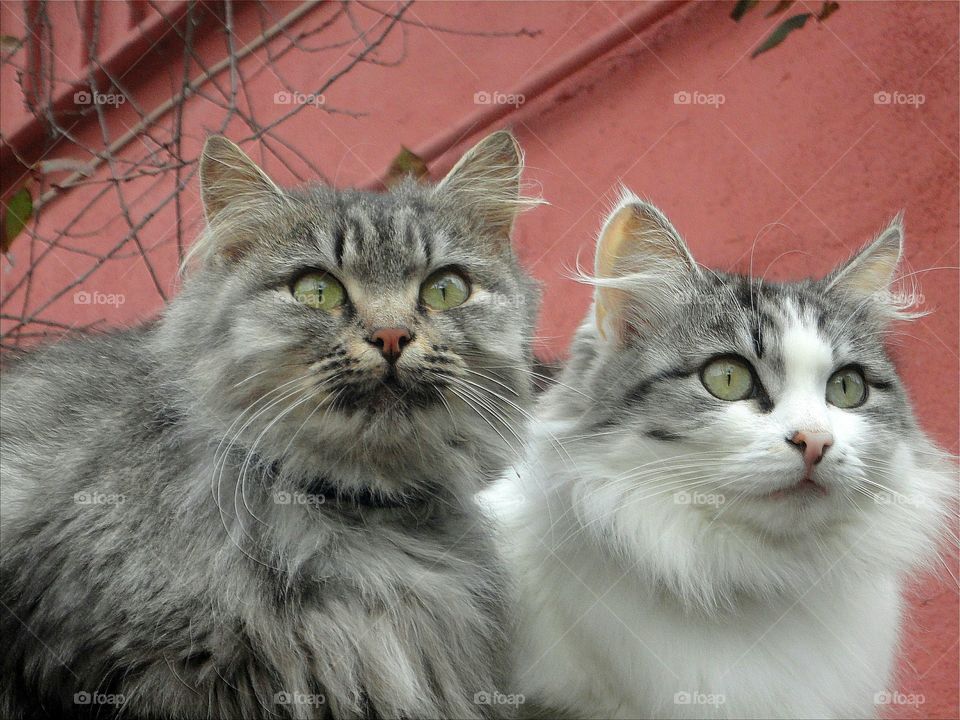 two cats