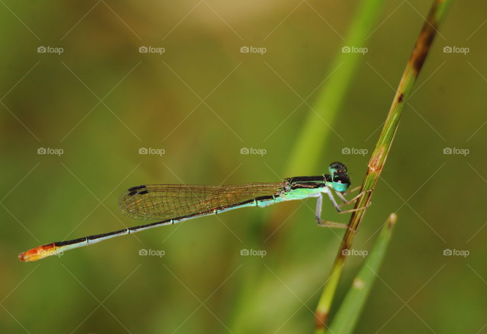 Pygmy wisp. Tiny category of darmselfy. Old green nature body-thorax with the shape of black to the dorsal site of its. Pair of large eyes out to the not many different colour of its comparation with the body. So tiny, narrow wings with black spot.