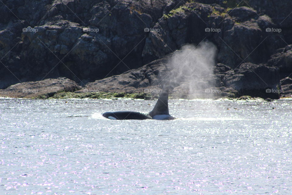 A wild transient orca comes up for a breath of air