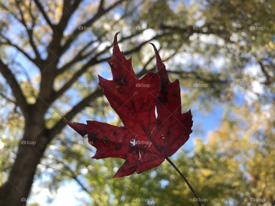 Can a person ever get enough of Autumn?!