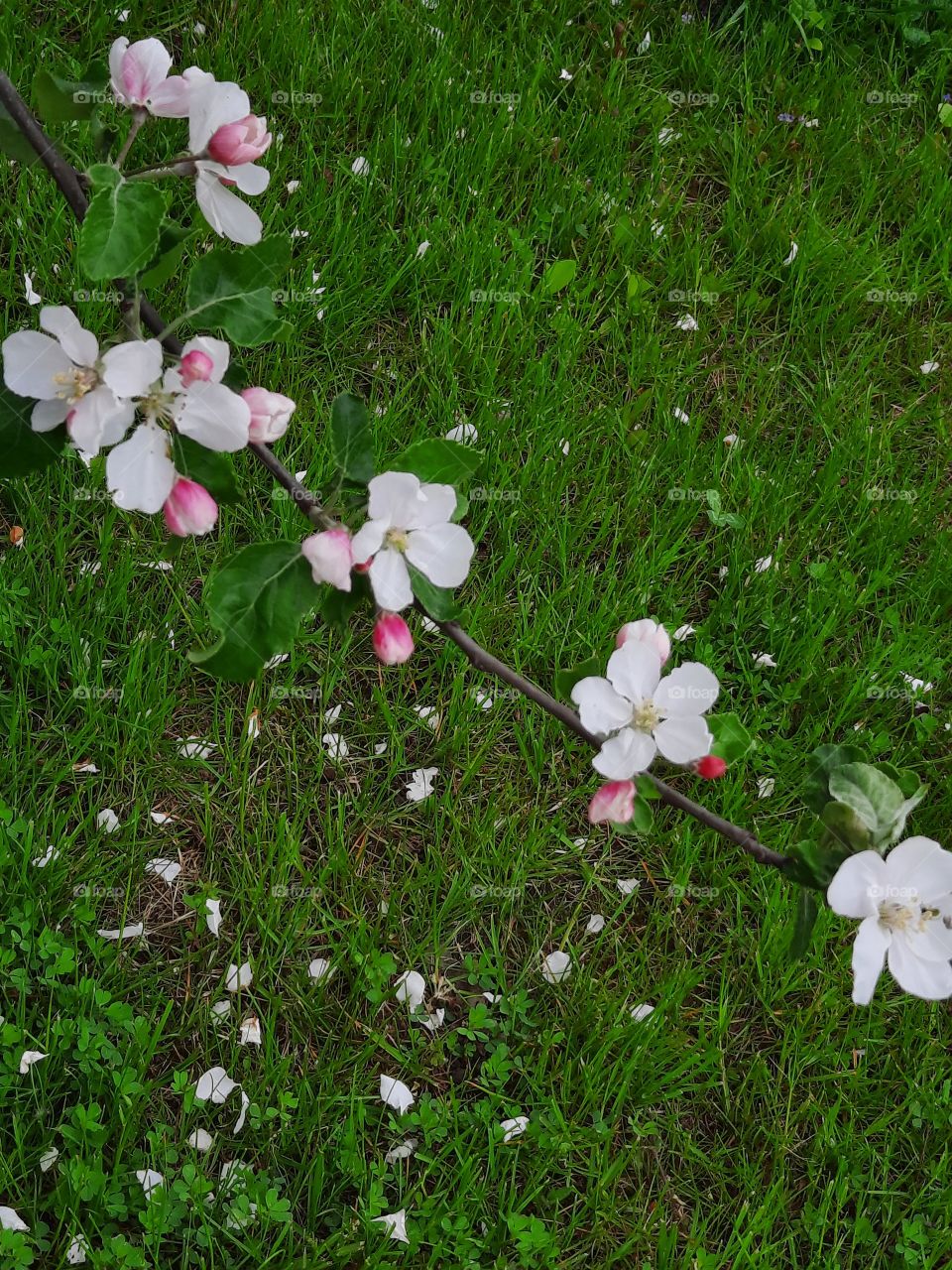 a twig of blooming apple tree  with petals on the grass