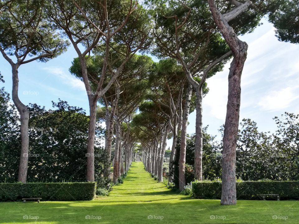 Garden and tree-lined avenue