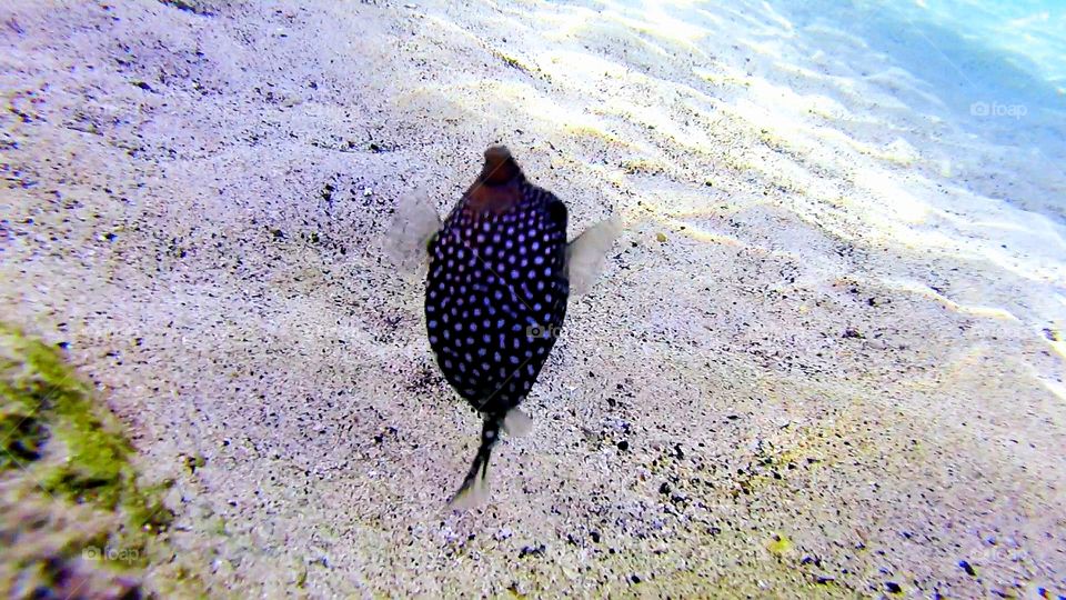Tetaidontidae expanding ( puffer fish)
