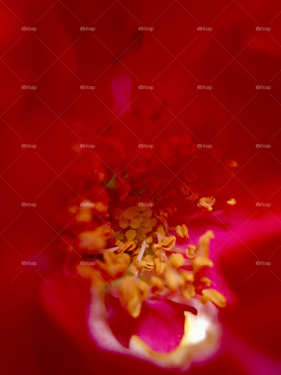 Stamen of red rose, flower macro