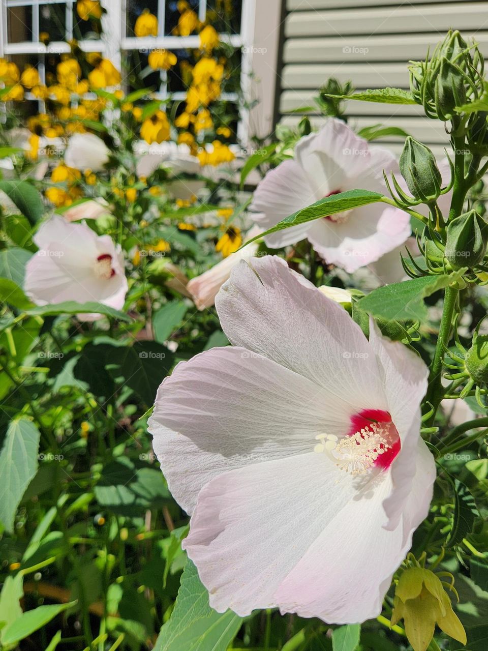 Beautiful white hibiscus