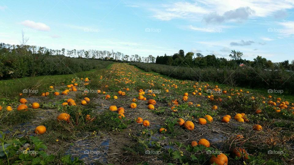 Fall, Pasture, Halloween, No Person, Pumpkin