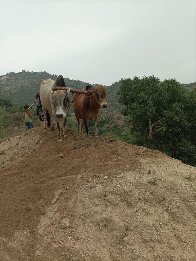 two bull for farming