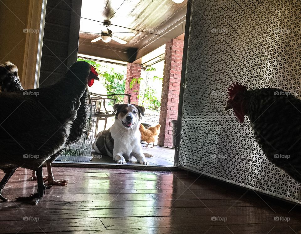 Free ranging indoors