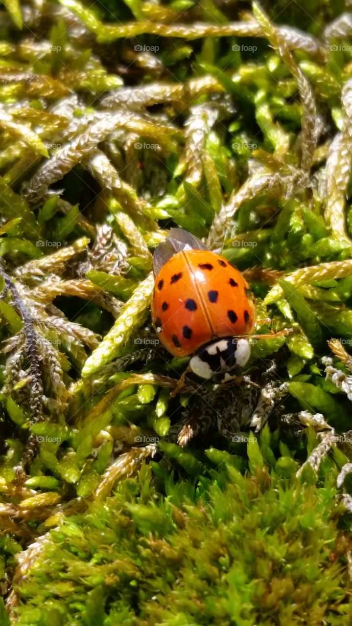 ladybug